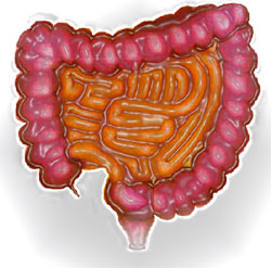 intestin,colon,villosités intestinales
